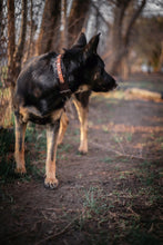 Load image into Gallery viewer, The Bohart