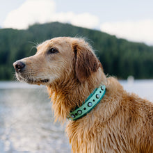 Load image into Gallery viewer, The McClaine Collar