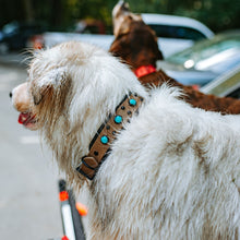 Load image into Gallery viewer, The Delta Collar