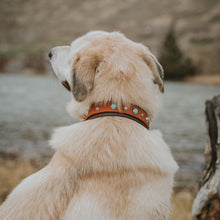 Load image into Gallery viewer, The Flathead Collar