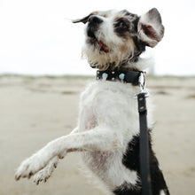 Load image into Gallery viewer, The Delta Collar