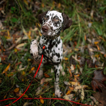 Load image into Gallery viewer, Rolled Biothane Long Line