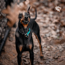 Load image into Gallery viewer, The Siren