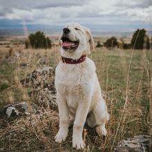 Load image into Gallery viewer, The Targhee