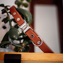 Load image into Gallery viewer, Biothane dog collar