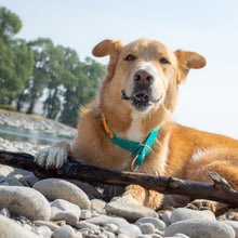 Load image into Gallery viewer, The Namekagon