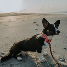 Load image into Gallery viewer, Handmade Biothane webbing dog collar with crystals and studs