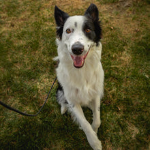 Load image into Gallery viewer, The Sundance Leash - Rolled Biothane