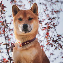 Load image into Gallery viewer, The Siren