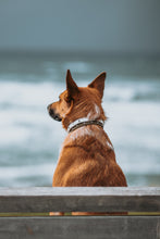 Load image into Gallery viewer, The Bohart