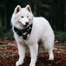 Load image into Gallery viewer, Wild West Bandana