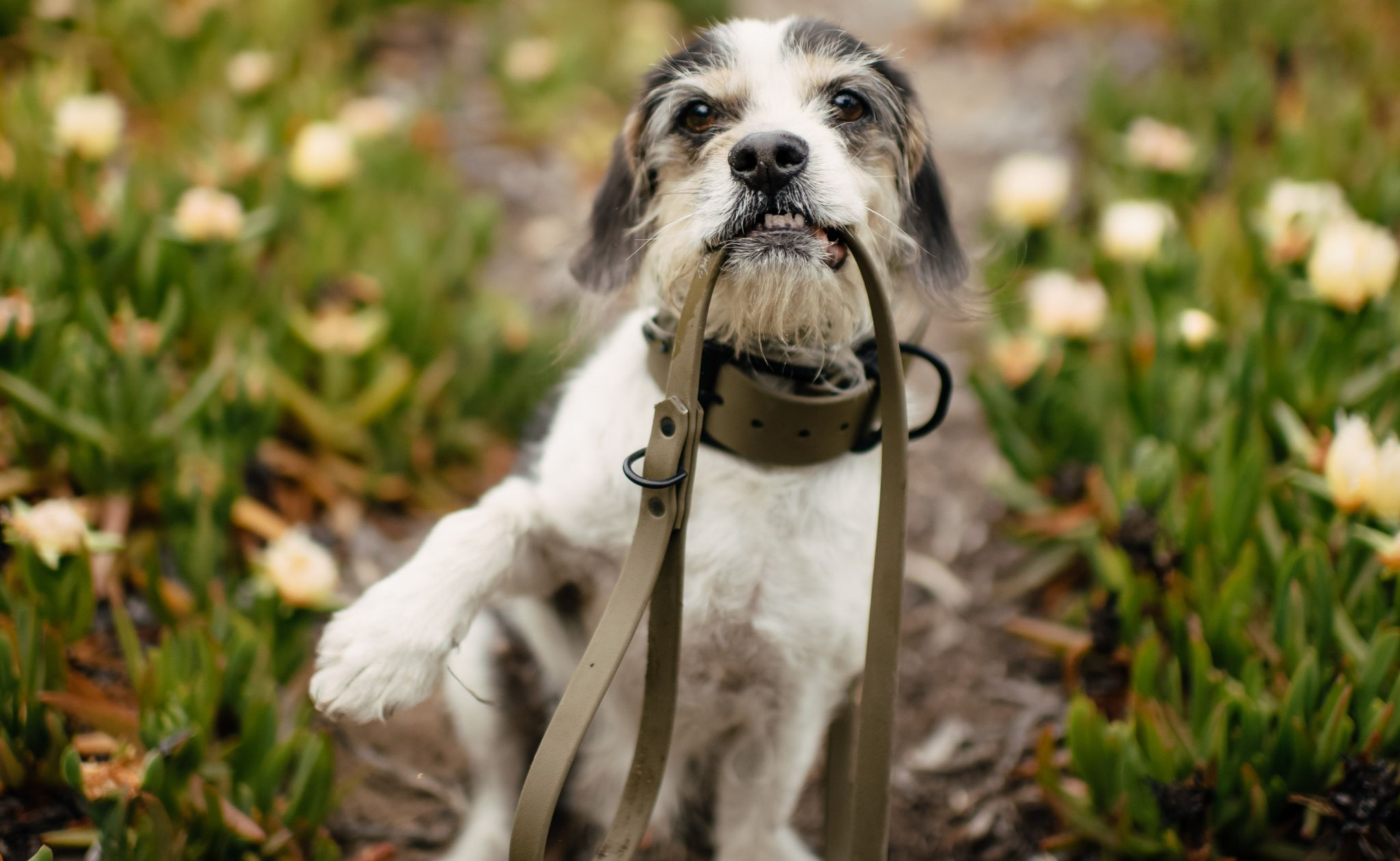 Leashes