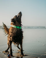 A dog playing on the beach shakes the water off.