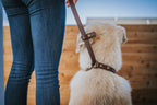 The Slip Cable Leash